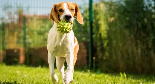 CHIEN DANS SA MAISON