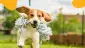 pension pour chiens rabat