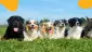 pension pour chiens rabat